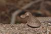 Crotalus pricei