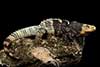 Ctenosaura melanosterna