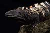 Ctenosaura oedirhina