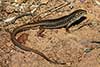 Ctenotus olympicus
