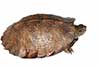 Żółw białobrewy
