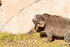 Cyclura pinguis