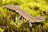 Diplodactylus lateroides