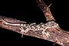 Hemidactylus mercatorius