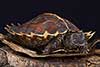 Żółw kolczasty