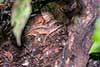 Holcosus leptophrys