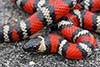 Lampropeltis zonata