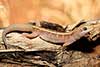 Lucasium immaculatum