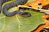 Nerodia cyclopion