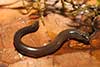 Ophioscincus truncatus