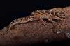 Pachydactylus vansoni