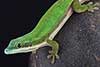 Phelsuma nigristriata