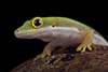 Phelsuma pusilla
