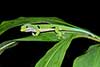 Phelsuma quadriocellata