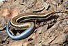 Plestiodon skiltonianus