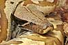 Python brongersmai