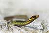 Rhabdophis chrysargos