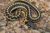 Thamnophis cyrtopsis