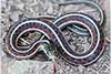 Thamnophis elegans