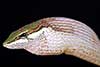 Thelotornis capensis
