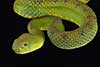 Trimeresurus flavomaculatus