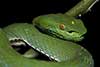 Trimeresurus vogeli