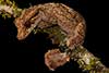 Uroplatus alluaudi