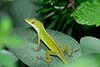 Anolis zielony