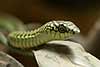 Boomslang, dysfolid