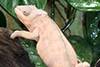 kameleon lamparci