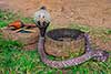 kobra indyjska, okularnik
