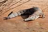 Krokodyl australijski