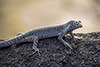 Trachylepis atlantica
