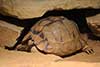 Żółw egipski