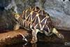 Żółw gwiaździsty birmański