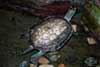 Żółw kaspijski