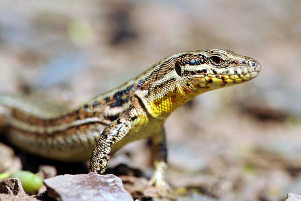 Jaszczurka murowa (Podarcis muralis)