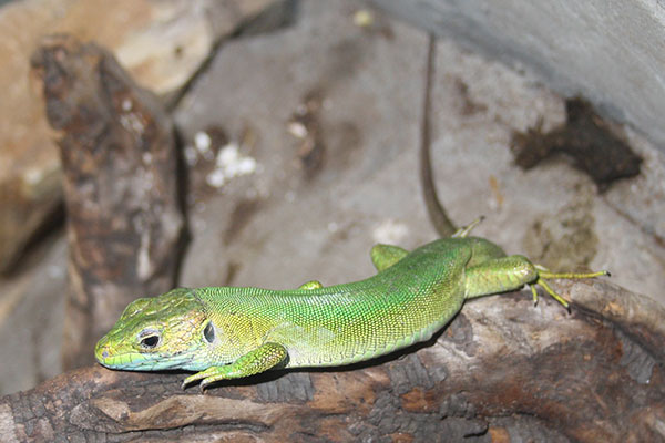 Jaszczurka zielona (Lacerta viridis)