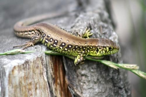 Jaszczurka zwinka (Lacerta agilis)