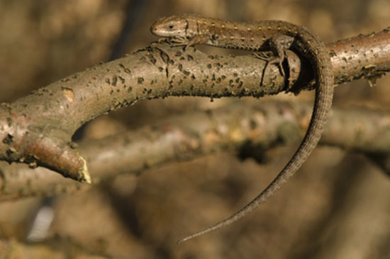 Jaszczurka żyworodna (Zootoca vivipara)