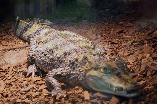 Kajman okularowy, kajman krokodylowy (Caiman crocodilus)
