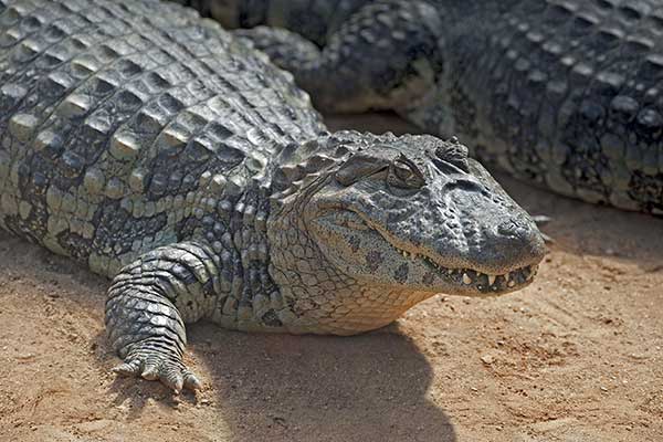 Kajman szerokopyski (Caiman latirostris)