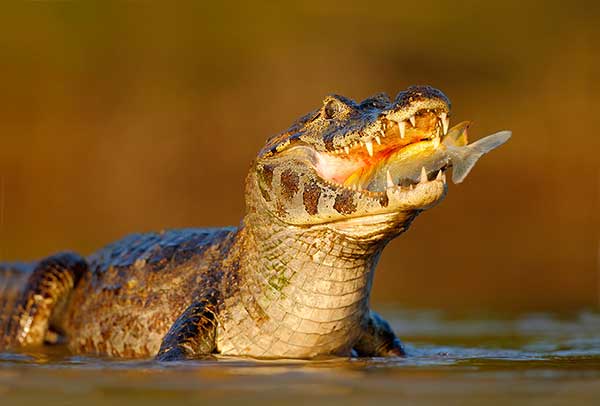 Kajman żakare (Caiman yacare)