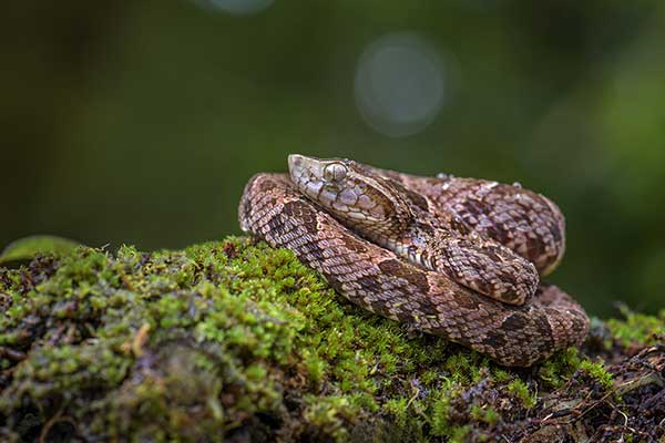 Kajsaka, żararaka lancetowata (Bothrops atrox)