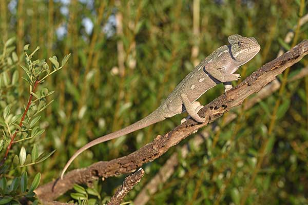 Kameleon afrykański (Chamaeleo africanus)