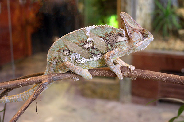 Kameleon jemeński (Chamaeleo calyptratus)