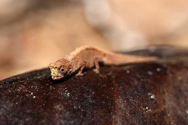 Kameleon karłowaty (Brookesia minima)