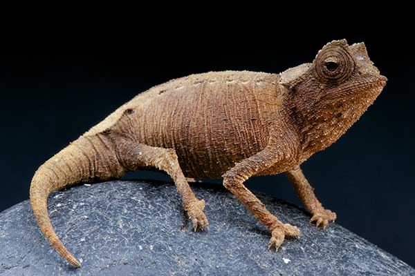 Kameleon krótkoogoniasty (Brookesia stumpffi)