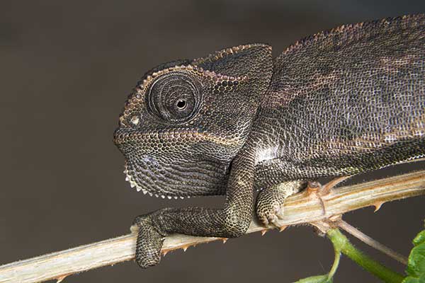 Kameleon pospolity (Chamaeleo chamaeleon)