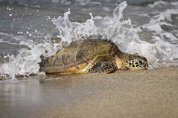 Karetta (Caretta caretta)